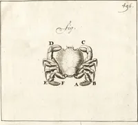 Picture 58 of 69 from Arcana naturae detecta (1695), leaf 556