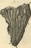 Picture 62 of 69 from Arcana naturae detecta (1695), leaf 572