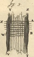 Picture 63 of 69 from Arcana naturae detecta (1695), leaf 572