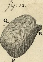 An illustration from Arcana naturae detecta (1695)