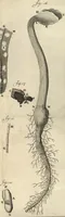 An illustration from Arcana naturae detecta (1695)