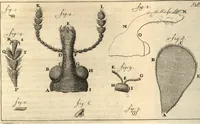 An illustration from Arcana naturae detecta (1695)