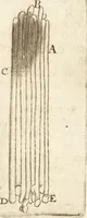 Picture 15 of 69 from Arcana naturae detecta (1695), leaf 64