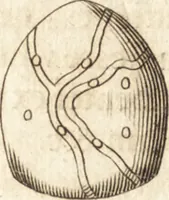 An illustration from Arcana naturae detecta (1695)