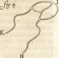 Picture 18 of 69 from Arcana naturae detecta (1695), leaf 77