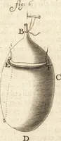 Picture 20 of 69 from Arcana naturae detecta (1695), leaf 81