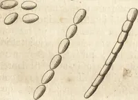 Picture 23 of 69 from Arcana naturae detecta (1695), leaf 84