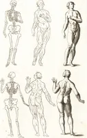 Picture 27 of 34 from Ars pictoria : or, An academy treating of drawing, painting, limning and etching : to which are added thirty copper plates expressing the choicest, nearest, and most exact grounds and rules of symmetry (1669), leaf 166