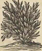 An illustration from Athanasii Kircheri è Soc. Jesu Latium, id est, Nova & parallela Latii tum veteris tum novi descriptio : qua quaecunque vel natura, vel veterum Romanorum ingenium admiranda effecit, geographico-historico-physico ratiocinio, juxta rerum gestarum, temporumque seriem exponitur & enucleatur (1671)