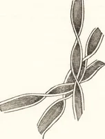 Picture 7 of 68 from A practical handbook of dyeing and calico-printing. With eleven page-plates, forty-seven specimens of dyed and printed fabrics, and thirty-eight woodcuts (1874), leaf 127