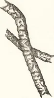 Picture 8 of 68 from A practical handbook of dyeing and calico-printing. With eleven page-plates, forty-seven specimens of dyed and printed fabrics, and thirty-eight woodcuts (1874), leaf 127