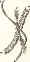 Picture 9 of 68 from A practical handbook of dyeing and calico-printing. With eleven page-plates, forty-seven specimens of dyed and printed fabrics, and thirty-eight woodcuts (1874), leaf 128