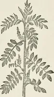 An illustration from Dyeing and calico printing : including an account of the most recent improvements in the manufacture and use of aniline colours : illustrated with wood engravings and numerous specimens of printed and dyed fabrics (1876)