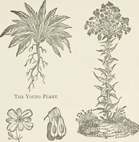 An illustration from Dyeing and calico printing : including an account of the most recent improvements in the manufacture and use of aniline colours : illustrated with wood engravings and numerous specimens of printed and dyed fabrics (1876)