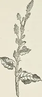 An illustration from Dyeing and calico printing : including an account of the most recent improvements in the manufacture and use of aniline colours : illustrated with wood engravings and numerous specimens of printed and dyed fabrics (1876)