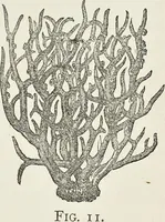 An illustration from Dyeing and calico printing : including an account of the most recent improvements in the manufacture and use of aniline colours : illustrated with wood engravings and numerous specimens of printed and dyed fabrics (1876)