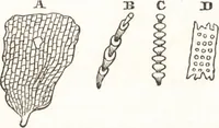 An illustration from A treatise on optics (1839)