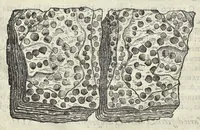 An illustration from Dell'historia natvrale di Ferrante Imperato napoletano libri XXVIII : nella qvale ordinatamente si tratta della diuersa condition di miniere e pietre : con alcune historie di piante & animali, sin'hora non date in luce (1599)