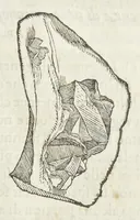 Picture 4 of 16 from Dell'historia natvrale di Ferrante Imperato napoletano libri XXVIII : nella qvale ordinatamente si tratta della diuersa condition di miniere e pietre : con alcune historie di piante & animali, sin'hora non date in luce (1599), leaf 492