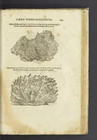 An illustration from Dell'historia natvrale di Ferrante Imperato napoletano libri XXVIII : nella qvale ordinatamente si tratta della diuersa condition di miniere e pietre : con alcune historie di piante & animali, sin'hora non date in luce (1599)