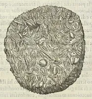 Picture 6 of 16 from Dell'historia natvrale di Ferrante Imperato napoletano libri XXVIII : nella qvale ordinatamente si tratta della diuersa condition di miniere e pietre : con alcune historie di piante & animali, sin'hora non date in luce (1599), leaf 693