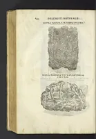 An illustration from Dell'historia natvrale di Ferrante Imperato napoletano libri XXVIII : nella qvale ordinatamente si tratta della diuersa condition di miniere e pietre : con alcune historie di piante & animali, sin'hora non date in luce (1599)