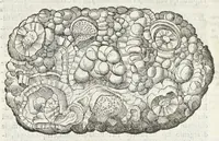 An illustration from Dell'historia natvrale di Ferrante Imperato napoletano libri XXVIII : nella qvale ordinatamente si tratta della diuersa condition di miniere e pietre : con alcune historie di piante & animali, sin'hora non date in luce (1599)