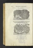An illustration from Dell'historia natvrale di Ferrante Imperato napoletano libri XXVIII : nella qvale ordinatamente si tratta della diuersa condition di miniere e pietre : con alcune historie di piante & animali, sin'hora non date in luce (1599)