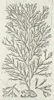 An illustration from Dell'historia natvrale di Ferrante Imperato napoletano libri XXVIII : nella qvale ordinatamente si tratta della diuersa condition di miniere e pietre : con alcune historie di piante & animali, sin'hora non date in luce (1599)