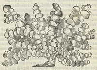 Picture 12 of 16 from Dell'historia natvrale di Ferrante Imperato napoletano libri XXVIII : nella qvale ordinatamente si tratta della diuersa condition di miniere e pietre : con alcune historie di piante & animali, sin'hora non date in luce (1599), leaf 777