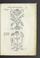 Picture 13 of 16 from Dell'historia natvrale di Ferrante Imperato napoletano libri XXVIII : nella qvale ordinatamente si tratta della diuersa condition di miniere e pietre : con alcune historie di piante & animali, sin'hora non date in luce (1599), leaf 786