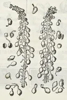 Picture 14 of 16 from Dell'historia natvrale di Ferrante Imperato napoletano libri XXVIII : nella qvale ordinatamente si tratta della diuersa condition di miniere e pietre : con alcune historie di piante & animali, sin'hora non date in luce (1599), leaf 798