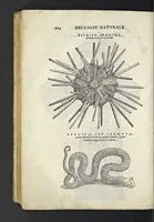 Picture 15 of 16 from Dell'historia natvrale di Ferrante Imperato napoletano libri XXVIII : nella qvale ordinatamente si tratta della diuersa condition di miniere e pietre : con alcune historie di piante & animali, sin'hora non date in luce (1599), leaf 813