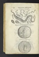 An illustration from Dell'historia natvrale di Ferrante Imperato napoletano libri XXVIII : nella qvale ordinatamente si tratta della diuersa condition di miniere e pietre : con alcune historie di piante & animali, sin'hora non date in luce (1599)