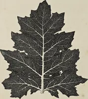An illustration from The grammar of ornament (1868)