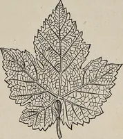 An illustration from The grammar of ornament (1868)