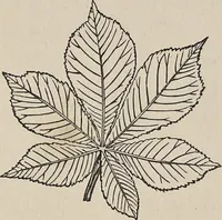 An illustration from The grammar of ornament (1868)