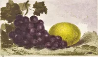An illustration from The theory of colouring : being an analysis of the principles of contrast and harmony in the arrangement of colours : with their application to the study of nature, and hints on the composition of pictures, etc. (1872)