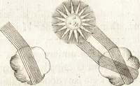An illustration from Nouuelles obseruations et conjectures sur l'iris (1650)