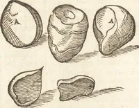 An illustration from De naturae diuinis characterismis, seu, Raris & admirandis spectaculis, causis, indiciis, proprietatibus rerum in partibus singulis vniuersi, libri II (1575)
