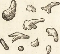 An illustration from De naturae diuinis characterismis, seu, Raris & admirandis spectaculis, causis, indiciis, proprietatibus rerum in partibus singulis vniuersi, libri II (1575)