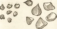 An illustration from De naturae diuinis characterismis, seu, Raris & admirandis spectaculis, causis, indiciis, proprietatibus rerum in partibus singulis vniuersi, libri II (1575)