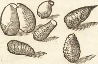 An illustration from De naturae diuinis characterismis, seu, Raris & admirandis spectaculis, causis, indiciis, proprietatibus rerum in partibus singulis vniuersi, libri II (1575)