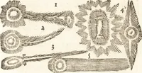An illustration from De naturae diuinis characterismis, seu, Raris & admirandis spectaculis, causis, indiciis, proprietatibus rerum in partibus singulis vniuersi, libri II (1575)