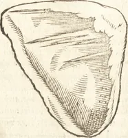 An illustration from De naturae diuinis characterismis, seu, Raris & admirandis spectaculis, causis, indiciis, proprietatibus rerum in partibus singulis vniuersi, libri II (1575)