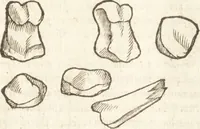 An illustration from De naturae diuinis characterismis, seu, Raris & admirandis spectaculis, causis, indiciis, proprietatibus rerum in partibus singulis vniuersi, libri II (1575)