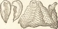 An illustration from De naturae diuinis characterismis, seu, Raris & admirandis spectaculis, causis, indiciis, proprietatibus rerum in partibus singulis vniuersi, libri II (1575)