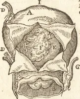 An illustration from De naturae diuinis characterismis, seu, Raris & admirandis spectaculis, causis, indiciis, proprietatibus rerum in partibus singulis vniuersi, libri II (1575)