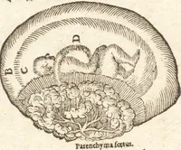 An illustration from De naturae diuinis characterismis, seu, Raris & admirandis spectaculis, causis, indiciis, proprietatibus rerum in partibus singulis vniuersi, libri II (1575)