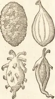 An illustration from De naturae diuinis characterismis, seu, Raris & admirandis spectaculis, causis, indiciis, proprietatibus rerum in partibus singulis vniuersi, libri II (1575)